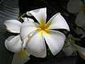 plumeria