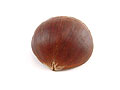 chestnut