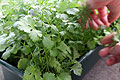 coriander