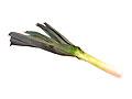 leek