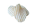 potato chips
