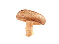 shiitake mushroom