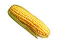 yellow corn