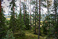 nuuksio national park