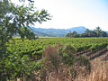 napa valley vineyard