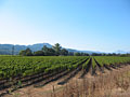 napa valley vineyard