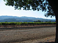 napa valley vineyard