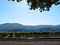 napa valley vineyard
