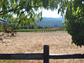 napa valley vineyard