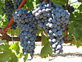 wine grapes