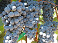wine grapes