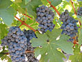wine grapes