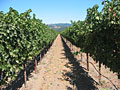 napa valley vineyard