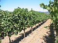 napa valley vineyard
