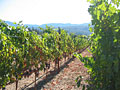 napa valley vineyard