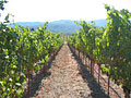 napa valley vineyard