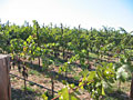 napa valley vineyard