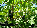 napa valley vineyard