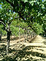 napa valley vineyard