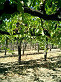napa valley vineyard