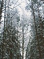 winter forest