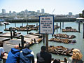 pier 39 sea lions