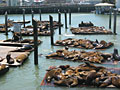 pier 39