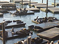 pier 39 sea lions