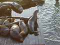sea lions